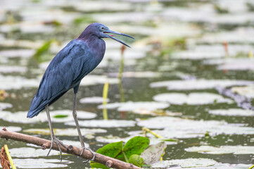 Closeup of a little blue heron perched on a branch in the park near a pond in summer.