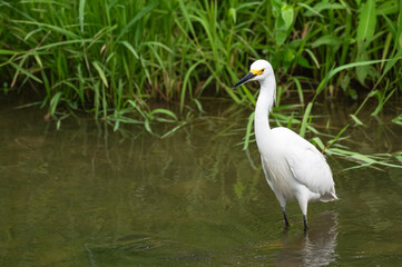 Snowy egret in spring.