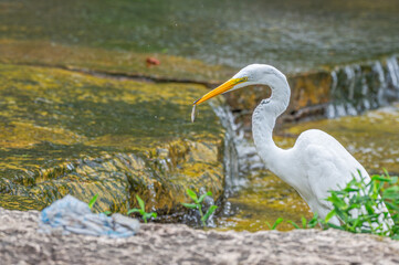 Closeup of a great egret, or white heron.
