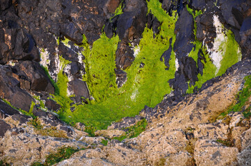 Seaweed on Rocks at Low Tide Background