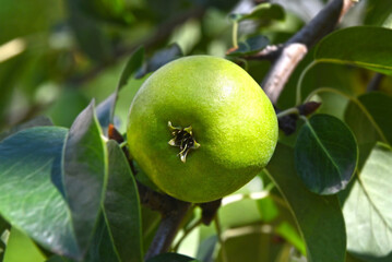 Green pear on the branch