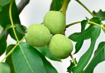 Walnut tree (Juglans regia) with fruit