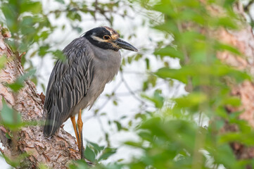 Fototapeta premium Closeup of a yellow-crowned night heron.