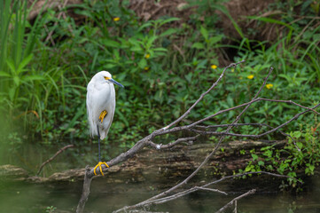 Snowy egret in spring.