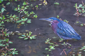 Closeup of a green heron perched on a tree branch surrounded by bright green plants in spring.