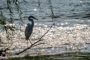 Closeup of a great white heron.