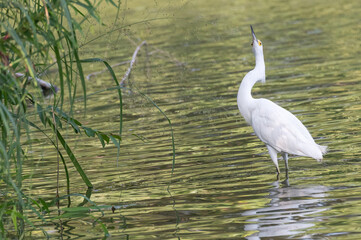 Snowy egret in spring.