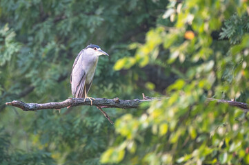 Closeup of a night heron.