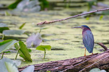 Green heron perched on a branch.