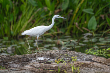 Juvenile little blue heron.