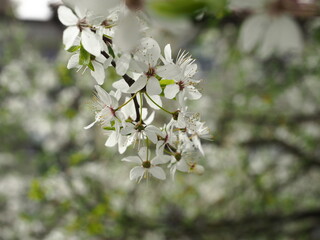 Naklejka premium white cherry blossoms (Prunus cerasus), close up