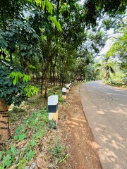 Scenic view of a rubber plantation alongside a road in Kerala, showcasing the state's lush greenery...