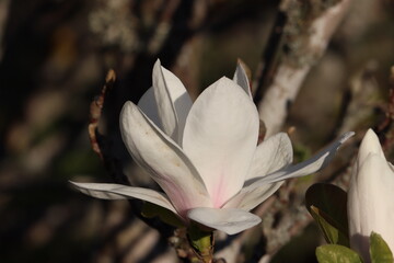 Sweden. Magnolia denudata, the lilytree or Yulan magnolia, is native to central and eastern China. It has been cultivated in Chinese Buddhist temple gardens since 600 AD.   