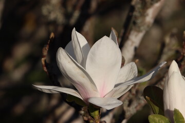 Fototapeta premium Sweden. Magnolia denudata, the lilytree or Yulan magnolia, is native to central and eastern China. It has been cultivated in Chinese Buddhist temple gardens since 600 AD. 