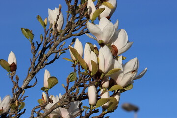 Sweden. Magnolia denudata, the lilytree or Yulan magnolia, is native to central and eastern China....