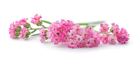 Exquisite Vietnamese Yarrow Flowers in Vibrant Pink Blooming on White Background