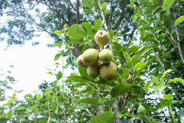 Pear fruit hanging on the tree