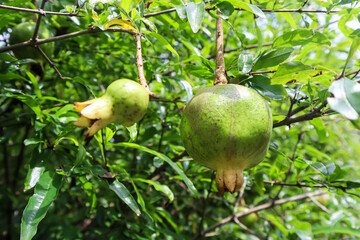 Unripe pomegranate fruit (punica granatum) hanging on the tree