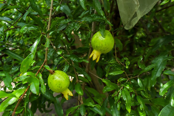 Obraz premium Unripe pomegranate fruit (punica granatum) hanging on the tree