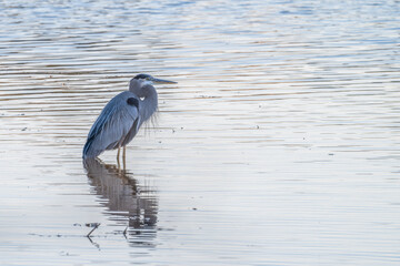 Great blue heron standing in shallow water.