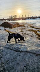 Dog on the Beach at Sunrise