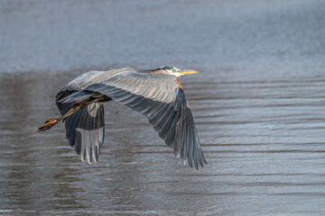 Great blue heron in flight.
