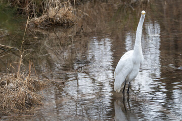 Great egret, or white heron, wading in shallow water.
