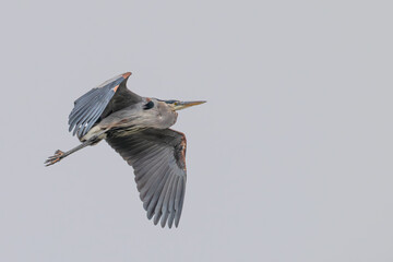 Great blue heron in flight.