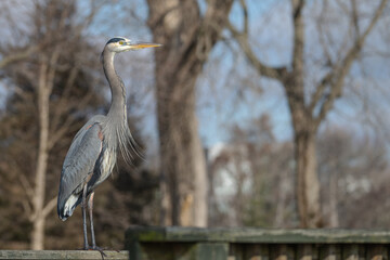 Portrait of a great blue heron perched on a wooden railing in spring.