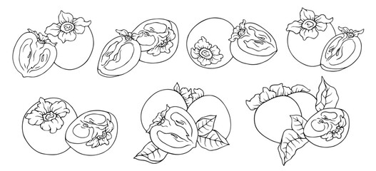 A set of linear sketches, contours of persimmons and pieces of fruit. Vector graphics.