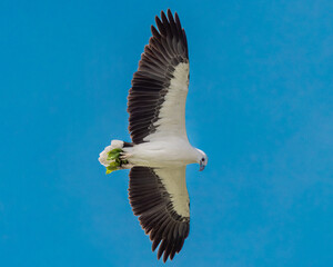 White-bellied Sea Eagle