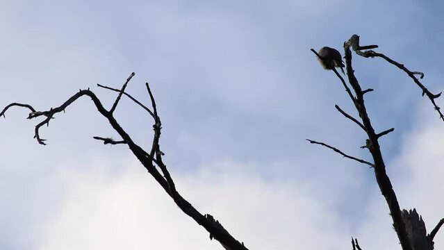 whiskey jack or gray jay sitting at top of dead tree, a tree branch with a white background