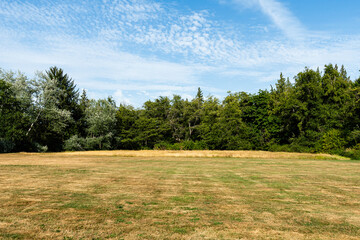Landscape of a park with the dry grass meadow in sunny weather
