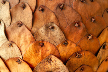 natural texture of aligned scales pattern dry leaves, gradient natural texture of dry leaves, pined...