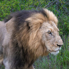 Timbavati Male Lion