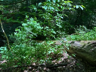 stream in the forest