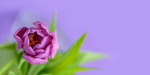 Close up photo of tulip flowers with macro detail. Beautiful violet flower with water drops on...
