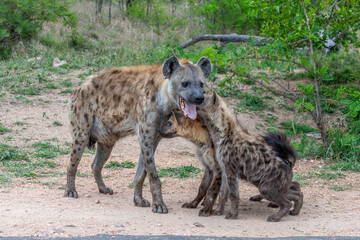 Hyena family greeting