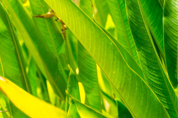 Splitting Asplenium hassleriana leaves for full sun.