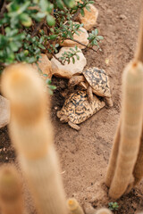 two turtles in the sand and cacti. Sexual intercourse