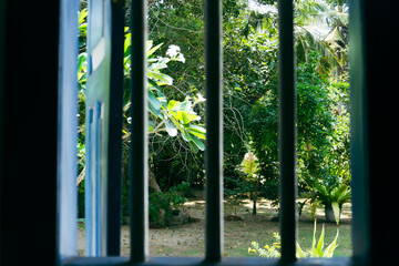 View from the window of the tropical jungle