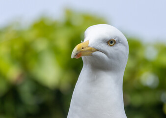 Close up head shot of a herring gull