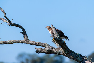 red tailed hawk