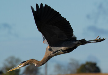 great blue heron ardea cinerea