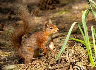 Curious little red squirrel in the woodland 