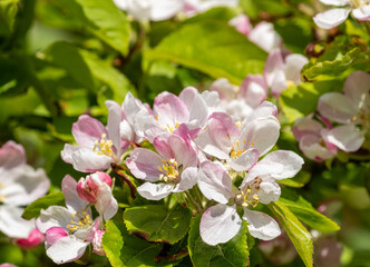 Fototapeta premium tree blossom