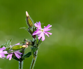 Beautiful pink wild flower with natural green background