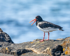 Oyster catcher with beak open on a rock by the sea