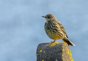 Rock pipit standing on a concrete post with blue sky natural background