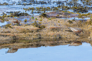 Red knot wading birds with breeding plumage on rocks on the shore line 
